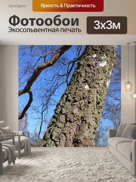 Фотообои Береза