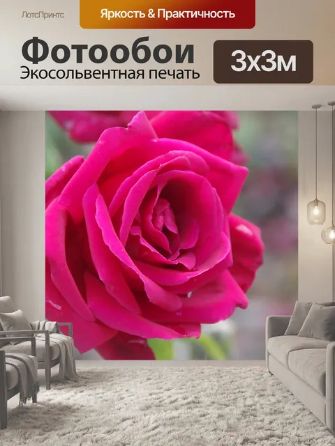 Фотообои Крупный план красной розы