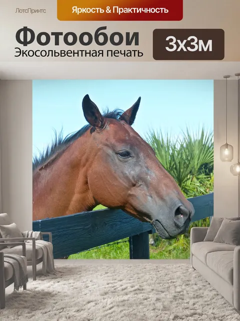 Фотообои Лошадь
