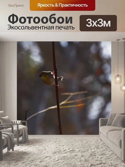 Фотообои Щегол Зимний Цвет