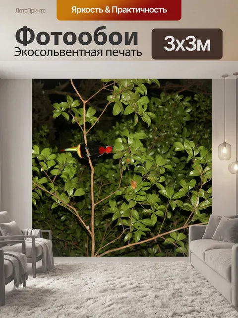 Фотообои Коста-Рика птица Тукан