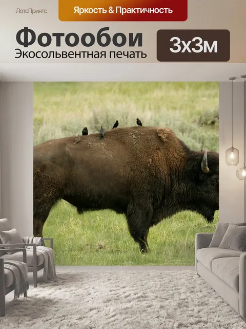 Фотообои Бизон Буффало