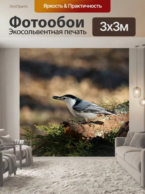 Фотообои Белогрудый поползень с семенами