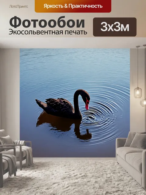 Фотообои черный лебедь кормится на краю пруда, погружая клюв в воду, создавая ripples и блики на поверхности