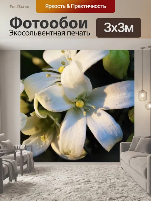 Фотообои белые оранжевые цветы жессамина