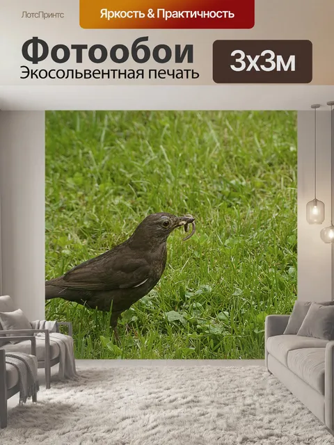 Фотообои Черный дрозд
