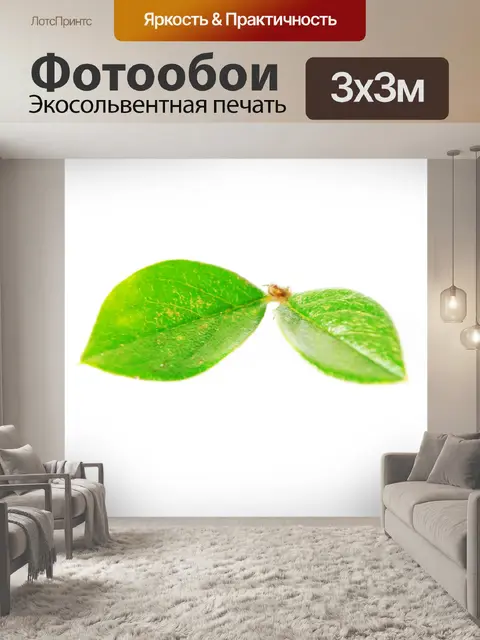 Фотообои Зеленый лист на белом фоне