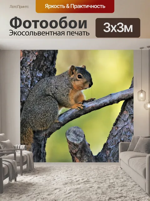 Фотообои Белка лисы на ветке крупным планом