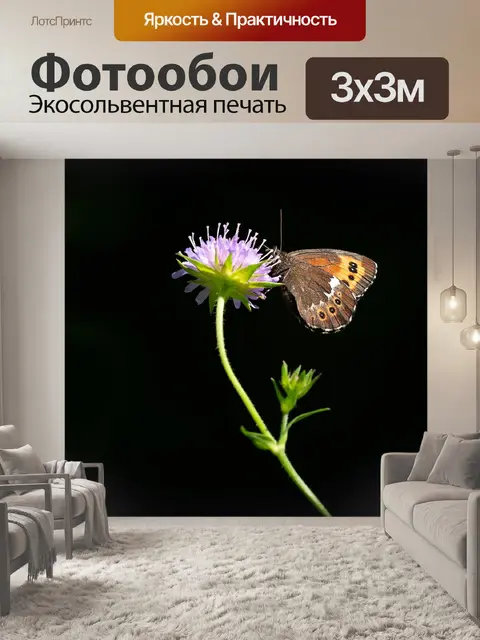Фотообои Бабочка