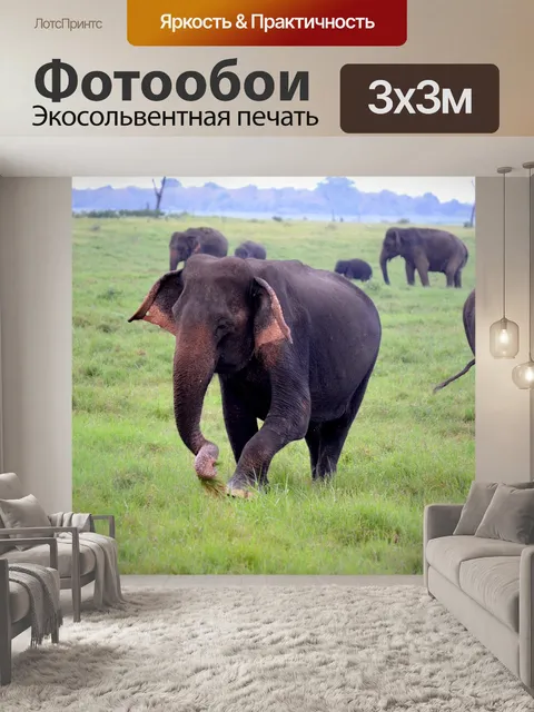 Фотообои Слоны