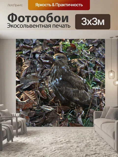 Фотообои Хищные птицы