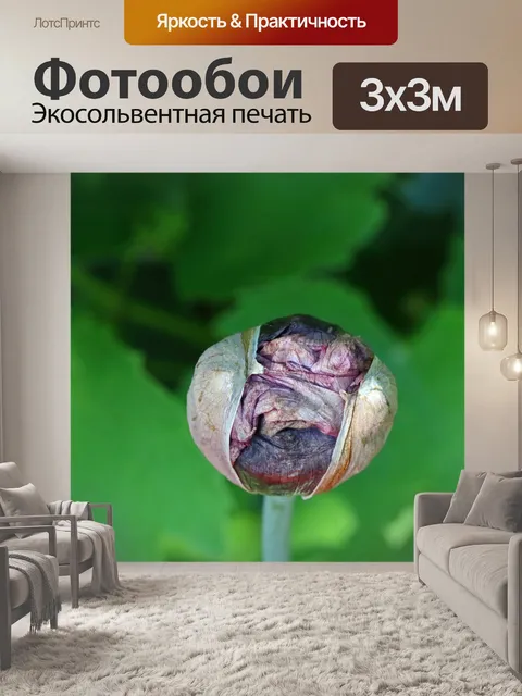 Фотообои закрытый бутон цветка мака