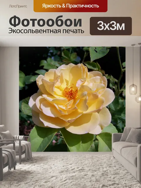 Фотообои Чайная роза