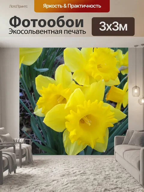 Фотообои желтых нарциссов