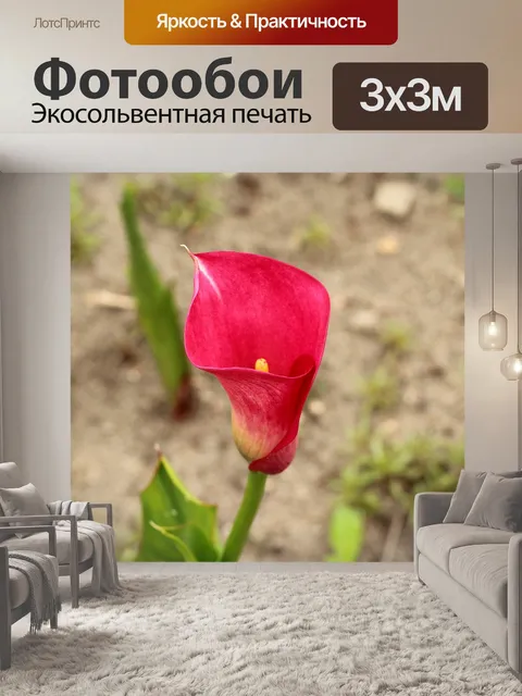 Фотообои Калла