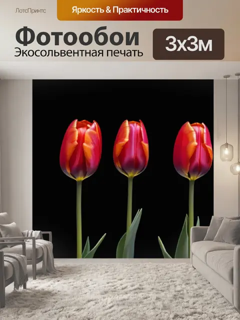 Фотообои красные тюльпаны на черном фоне