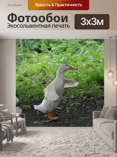 Фотообои Утка