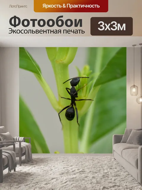 Фотообои Черный муравей