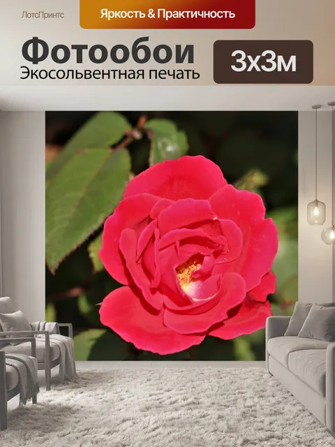 Фотообои Бархатная красная роза крупным планом