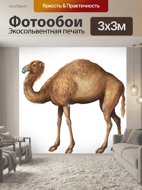 Фотообои Винтажный верблюжий верблюд