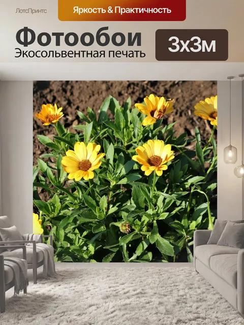 Фотообои Желтые цветы африканской ромашки