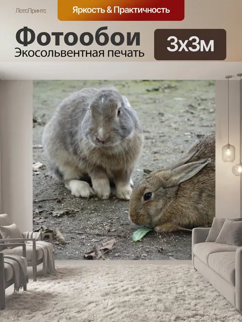 Фотообои Кролик