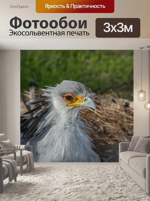 Фотообои Гарпия Орел
