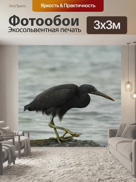 Фотообои Тихоокеанская рифовая цапля