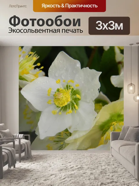 Фотообои Рождественская роза