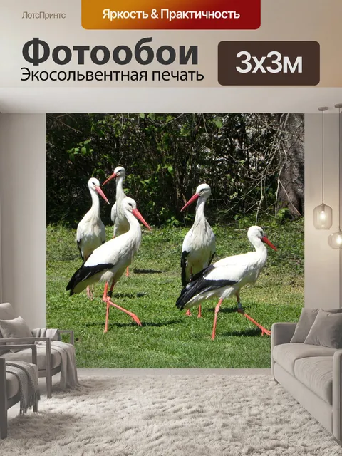 Фотообои Аист