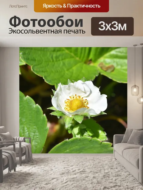 Фотообои Клубника