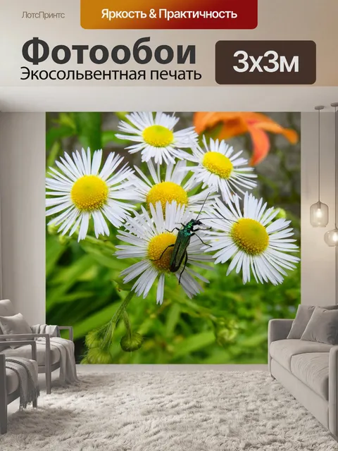 Фотообои Маргаритки