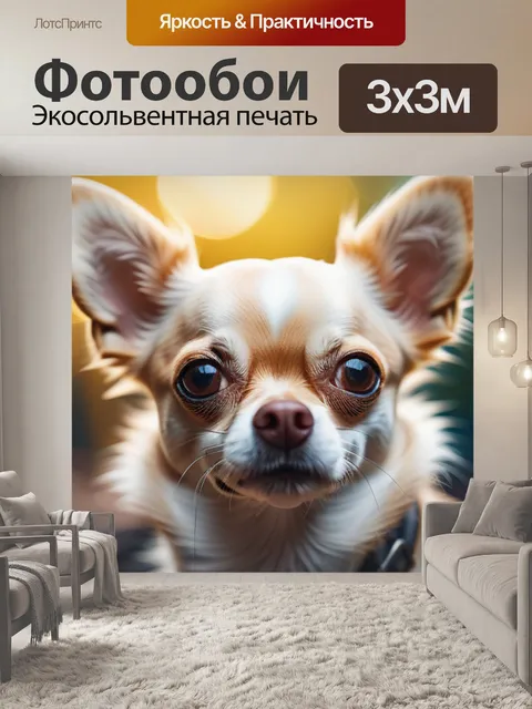 Фотообои с чихуахуа