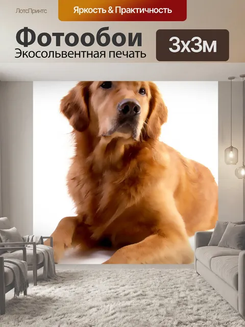Фотообои Роспись собак Золотистый ретривер