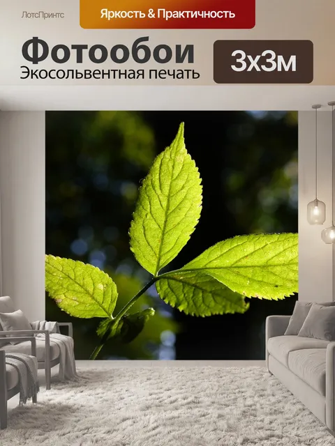 Фотообои Лист бузины