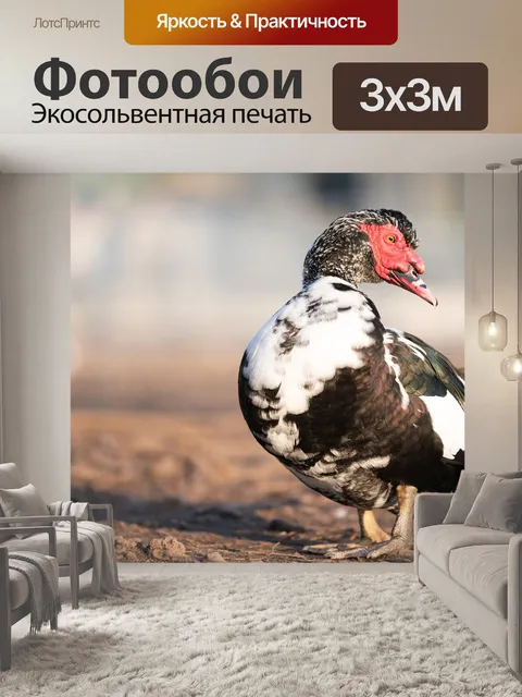 Фотообои Мускусная утка