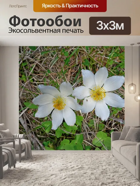 Фотообои Цветы