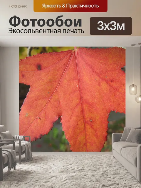 Фотообои Листьев клена оранжевый