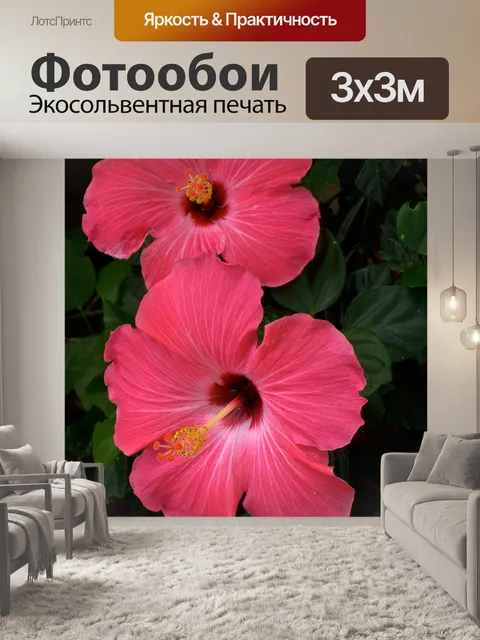 Фотообои Розовые цветы гибискуса