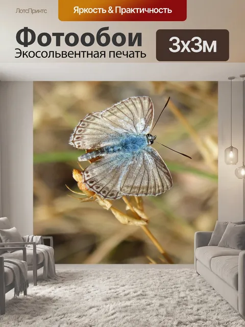 Фотообои Бабочка