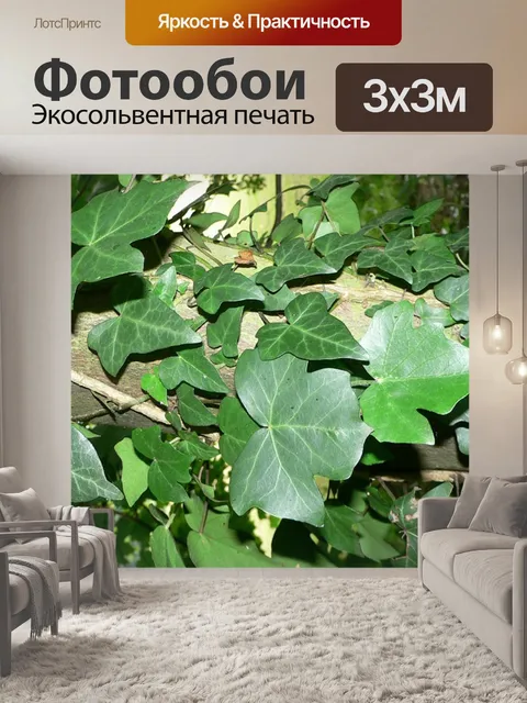 Фотообои Плющ