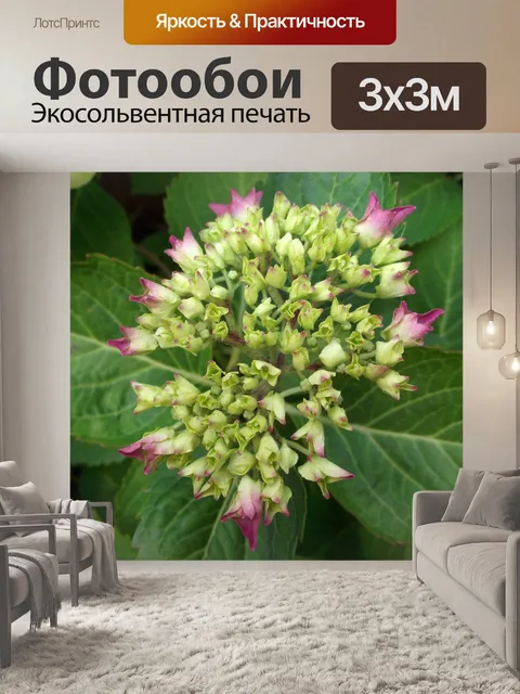 Фотообои Гортензия