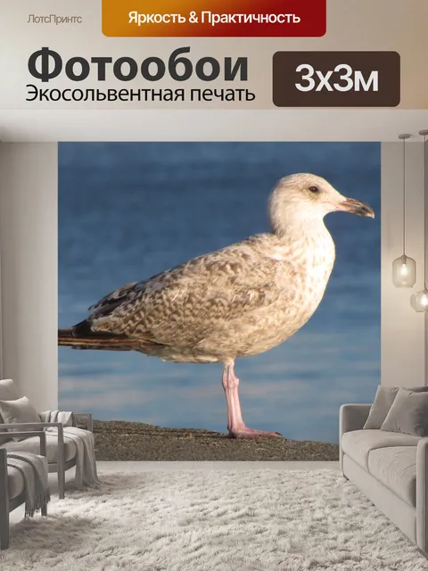 Фотообои Чайка