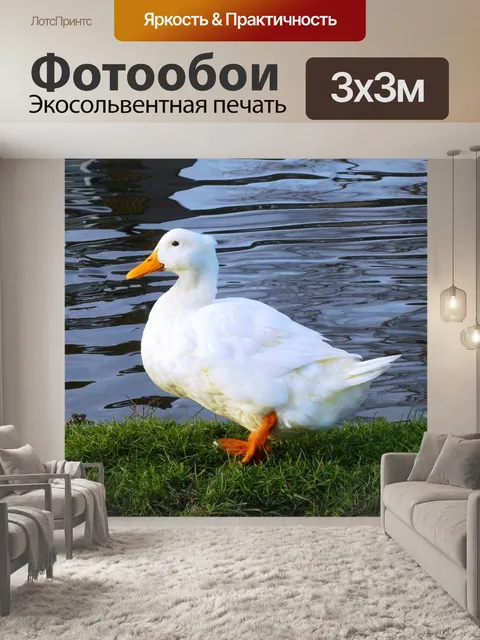 Фотообои Белая утка