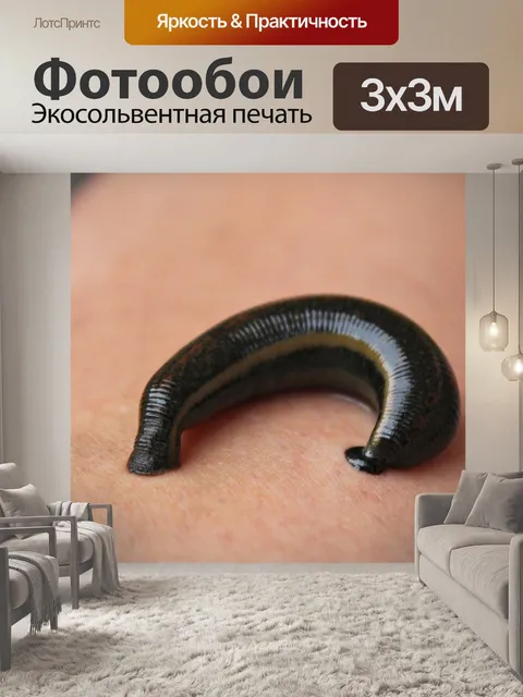 Фотообои Пиявка