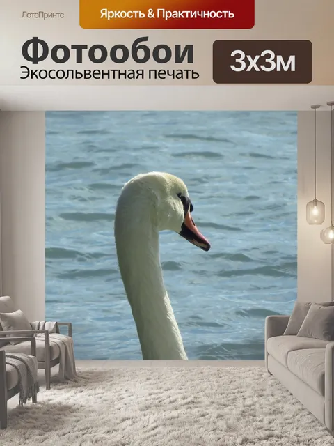 Фотообои Лебедь
