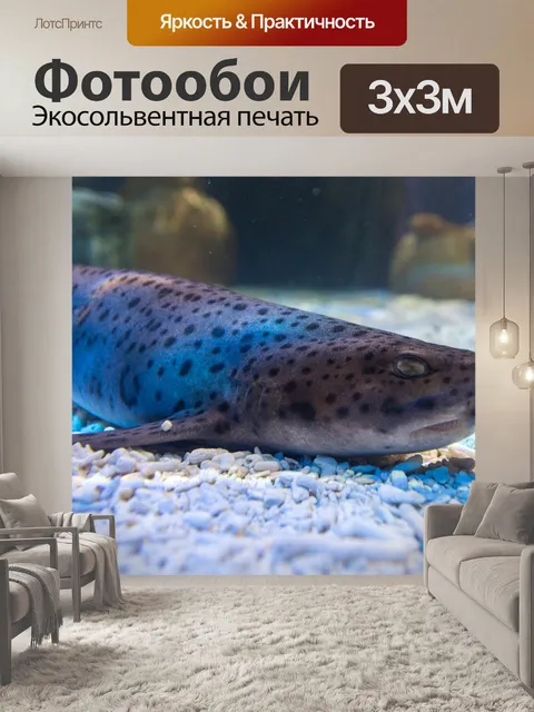 Фотообои Маленькая пятнистая кошачья акула
