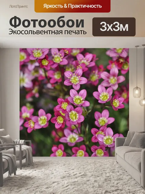 Фотообои Подушка камнеломка