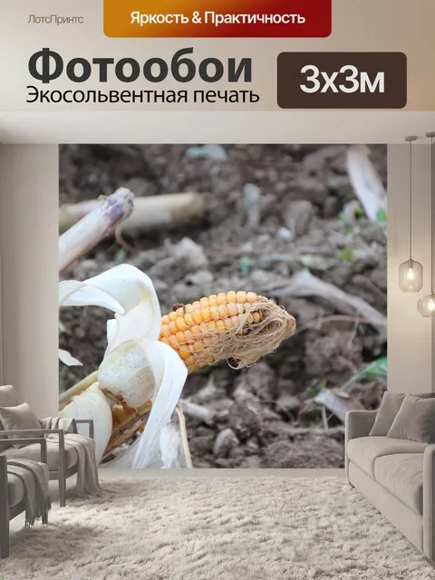 Фотообои Кукуруза в початках