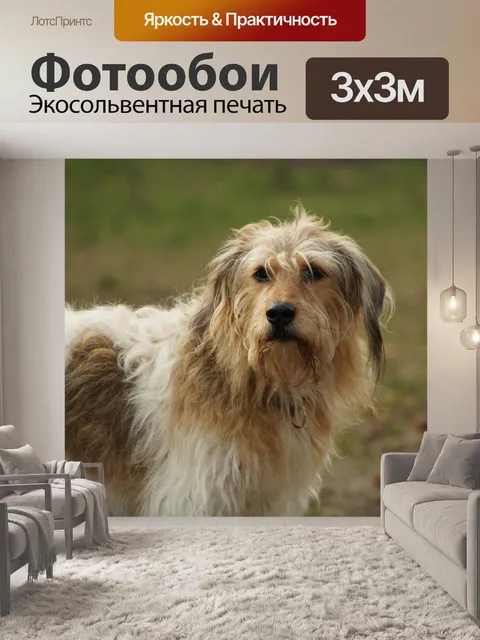 Фотообои Милый пес домашнее животное милый